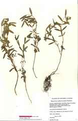 Hypericum sphaerocarpum