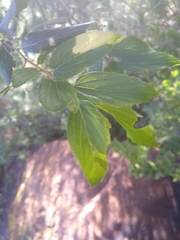 Celtis africana