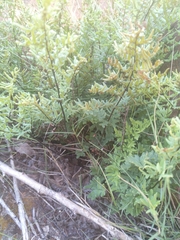 Cheilanthes viridis