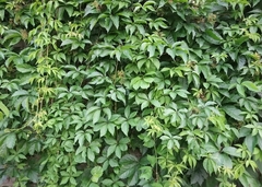 Parthenocissus quinquefolia
