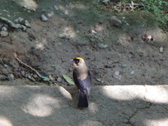 Trichothraupis melanops