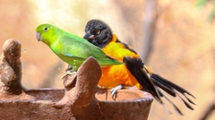 Forpus xanthopterygius