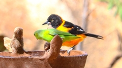 Forpus xanthopterygius