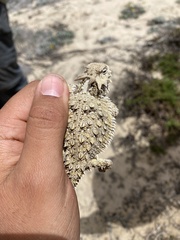 Phrynosoma cerroense