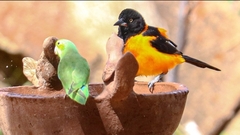 Forpus xanthopterygius