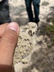 Phrynosoma cerroense