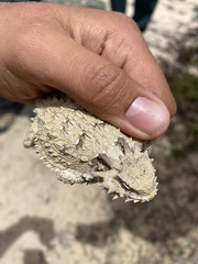 Phrynosoma cerroense