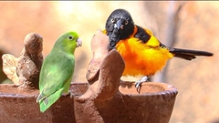 Forpus xanthopterygius