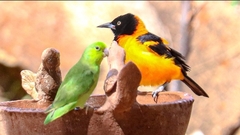 Forpus xanthopterygius