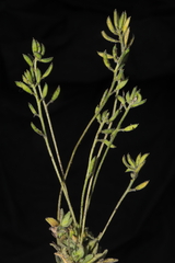 Draba macleanii