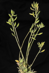 Draba macleanii