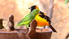 Forpus xanthopterygius