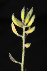 Draba macleanii
