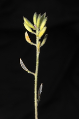 Draba macleanii