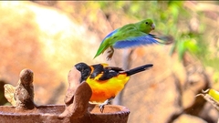 Forpus xanthopterygius