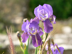 Iris pallida