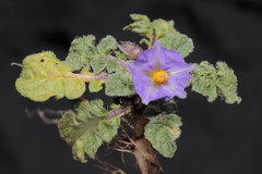 Solanum acaule