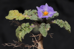 Solanum acaule