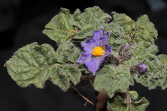 Solanum acaule