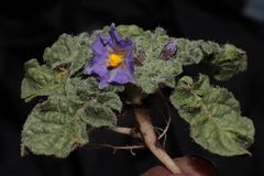 Solanum acaule