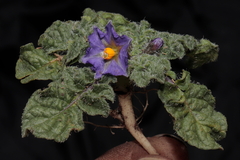 Solanum acaule
