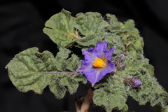 Solanum acaule