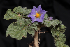 Solanum acaule