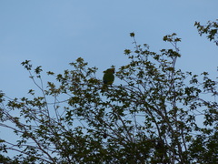 Eupsittula aurea