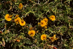 Adesmia hemisphaerica