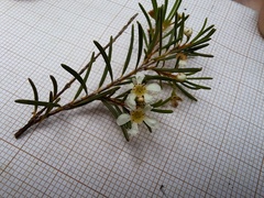 Sannantha leratii