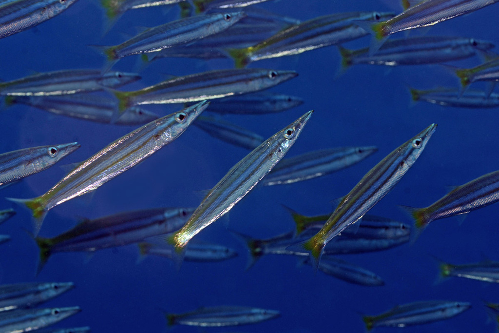 Obtuse Barracuda