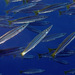 Striped Barracuda - Photo (c) uwkwaj, some rights reserved (CC BY-NC), uploaded by uwkwaj