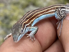 Aspidoscelis labialis