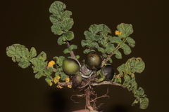 Solanum acaule