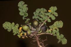Solanum acaule