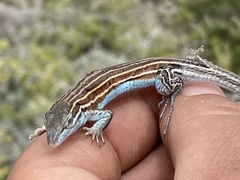 Aspidoscelis labialis