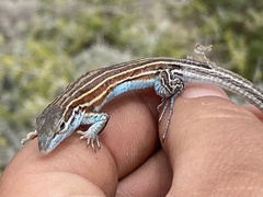 Aspidoscelis labialis