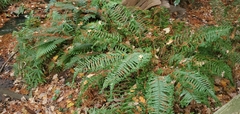 Polystichum setiferum