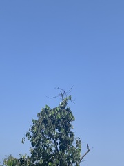 Chaetocercus berlepschi