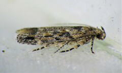 Symmetrischema