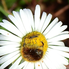 Tropinota squalida