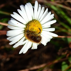Tropinota squalida