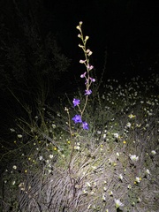 Delphinium parryi