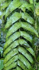 Asplenium feei