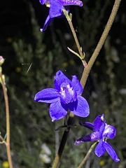 Delphinium parryi
