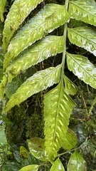 Asplenium feei