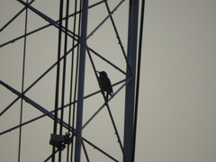 Melanerpes aurifrons