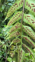 Asplenium feei