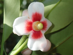 Clusia fockeana