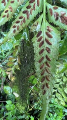 Asplenium feei
